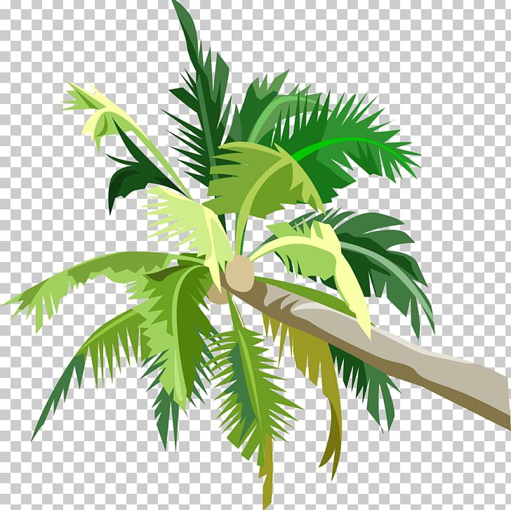 Arecaceae Tree Coconut Fruit PNG, Clipart, Arecaceae, Arecales, Coco, Coconut, Desktop Wallpaper Free PNG Download
