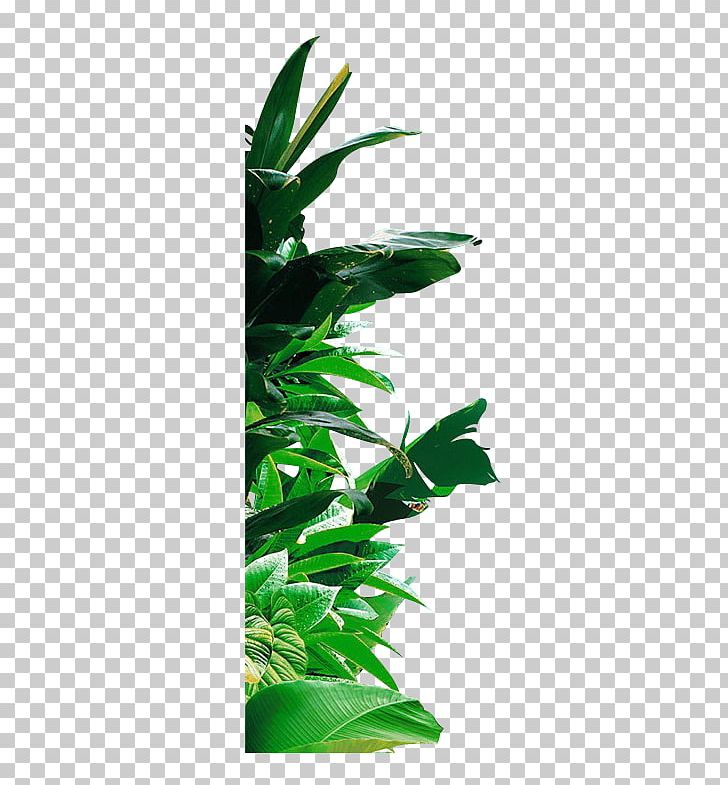 Banana Leaf Banana Leaf PNG, Clipart, Background Green, Banana, Banana Leaf, Branch, Computer Graphics Free PNG Download