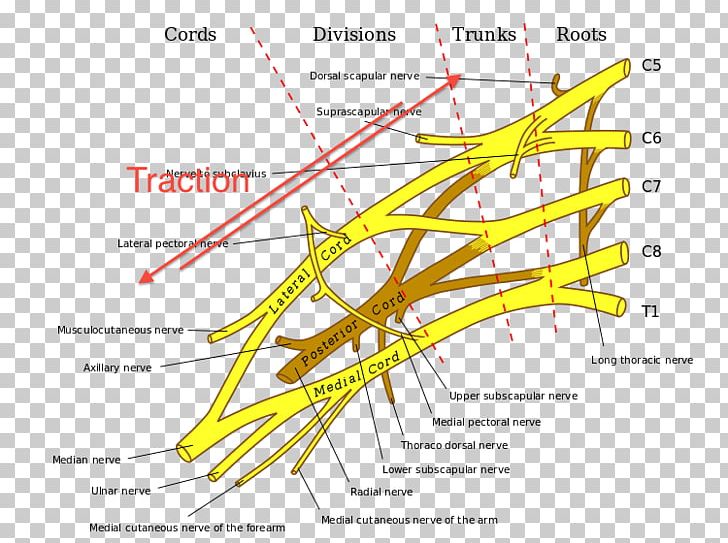 Brachial Plexus Injury Cervical Spinal Nerve 8 PNG, Clipart, Angle, Area, Axilla, Brachial Artery, Brachial Plexus Free PNG Download