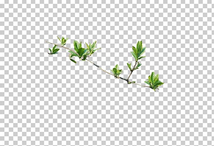 Computer Animation Plant 3D Computer Graphics PNG, Clipart, 3d Computer Graphics, Animation, Branch, Cartoon, Collage Free PNG Download