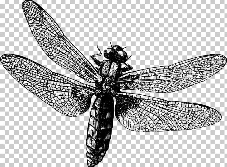 Kleurplaat Odonate Insect Drawing Ausmalbild PNG, Clipart, Animals, Anskuelsestavle, Arthropod, Ausmalbild, Black And White Free PNG Download