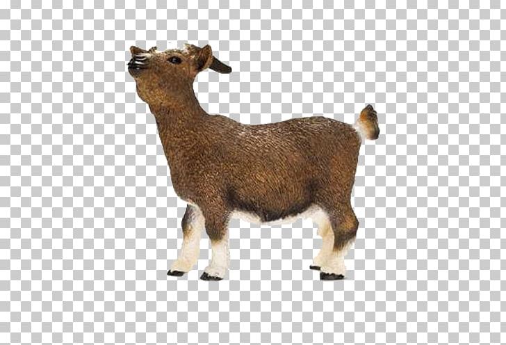 Nigerian Dwarf Goat Schleich Dwarf Goat Toy Figure Cattle Schleich Domestic Goat PNG, Clipart, Animal Figure, Cattle, Cattle Like Mammal, Cow Goat Family, Fur Free PNG Download