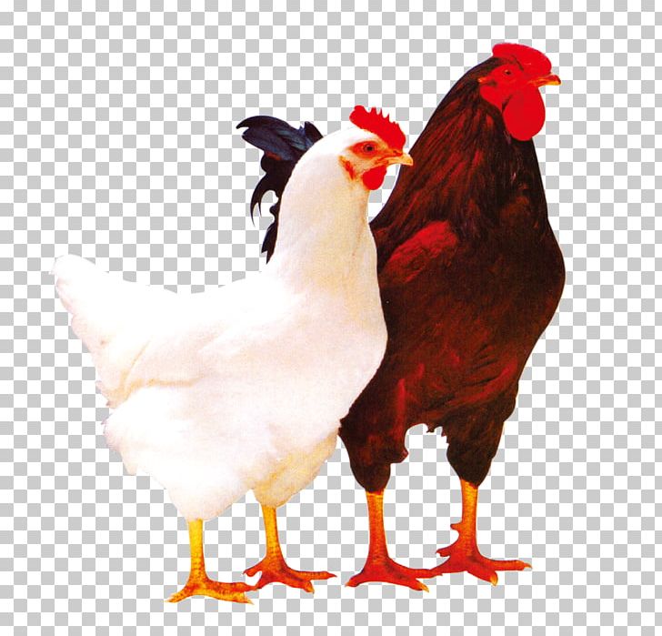Plymouth Rock Chicken Lohmann Brown Broiler Poultry Rooster PNG, Clipart, 2017 Big Cock, Agriculture, Animals, Aquaculture, Badminton Shuttle Cock Free PNG Download