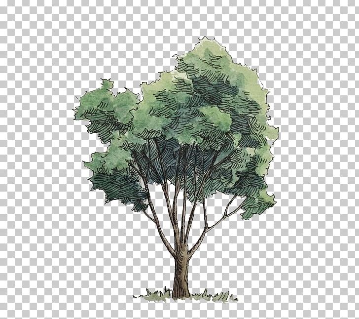 Watercolor Painting Tree PNG, Clipart, Branch, Cartoon, Christmas Tree, Color, Cottonwood Free PNG Download