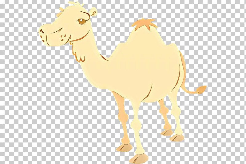 Camel Camelid Arabian Camel Cartoon Livestock PNG, Clipart, Arabian Camel, Bactrian Camel, Camel, Camelid, Cartoon Free PNG Download