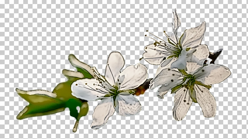 Cut Flowers Insect Pollinator Flora Twig PNG, Clipart, Biology, Cut Flowers, Flora, Flower, Insect Free PNG Download