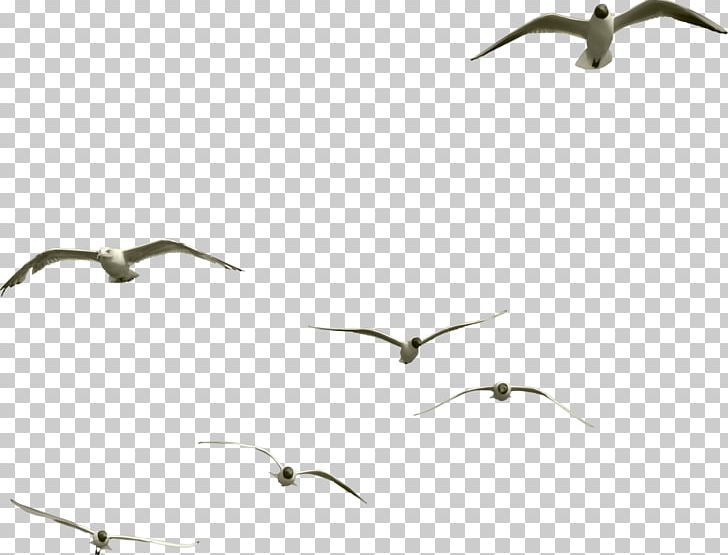 Hummingbird Insect Goose PNG, Clipart, Animal, Animal Migration, Animals, Beak, Bird Free PNG Download