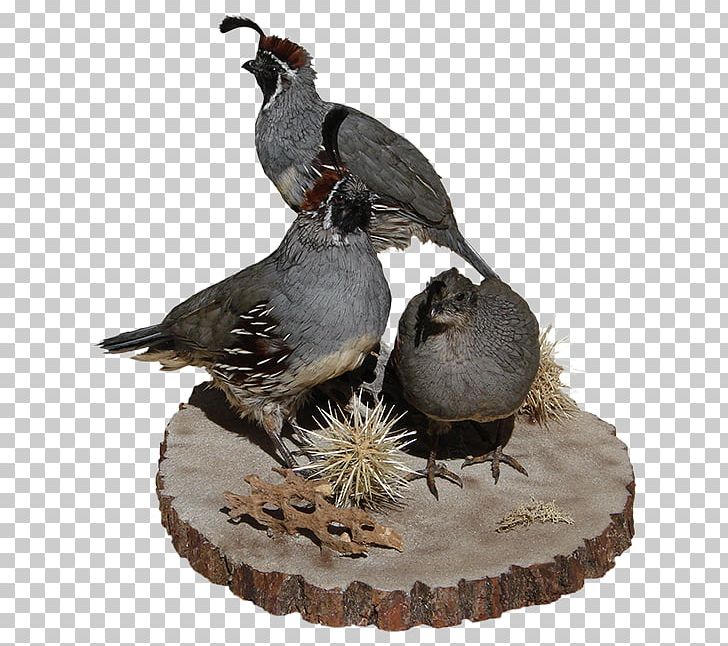 Quail IPhone AZ Wildlife Creations Mount PNG, Clipart, Az Wildlife Creations, Beak, Bird, Com, Electronics Free PNG Download