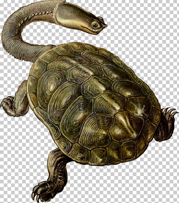 Sea Turtle Archelon Prehistory PNG, Clipart, Alligator Snapping Turtle, Animal, Animals, Arc, Box Turtle Free PNG Download