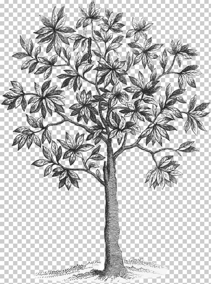 Asian Palmyra Palm /m/02csf Drawing Leaf Plant Stem PNG, Clipart, Arecales, Asian Palmyra Palm, Black, Black And White, Borassus Free PNG Download