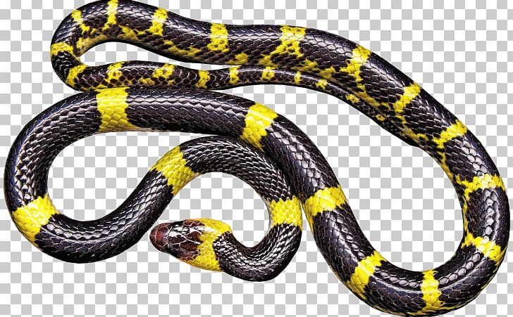 Black Rat Snake Vipers Reptile PNG, Clipart, Animals, Banded Krait, Black And Yellow, Black Rat Snake, Black Yellow Free PNG Download