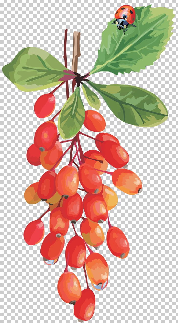 Cranberry Lingonberry Cherry Grape PNG, Clipart, Auglis, Berry, Blueberry, Cherry, Cranberry Free PNG Download