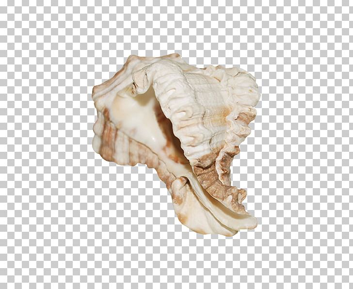Conch Seashell PNG, Clipart, Bone, Cartoon Conch, Conch, Conchs, Conch Shell Free PNG Download