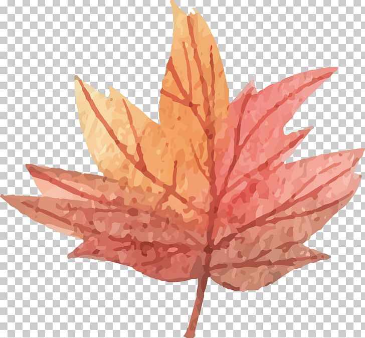 Maple Leaf PNG, Clipart, Autumn Leaf, Cartoon, Drawing, Green, Green Leaf Free PNG Download