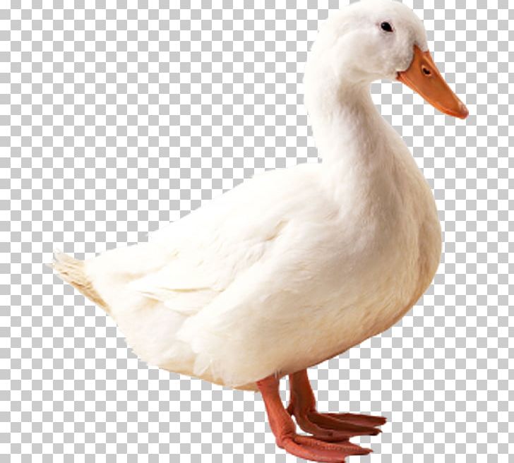 American Pekin Indian Runner Duck Mallard Goose PNG, Clipart, Animals, Background White, Beak, Bird, Black White Free PNG Download