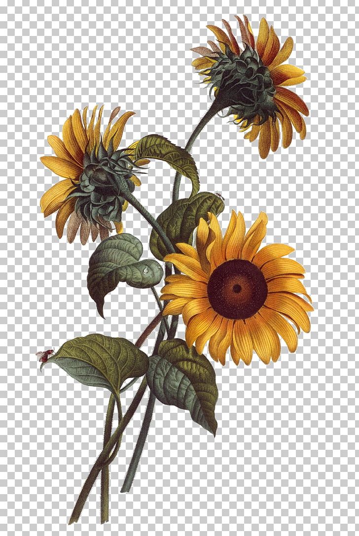 Common Sunflower Watercolor Painting Drawing Botanical Illustration Illustration PNG, Clipart, Art, Botany, Daisy Family, Floral Design, Flower Free PNG Download