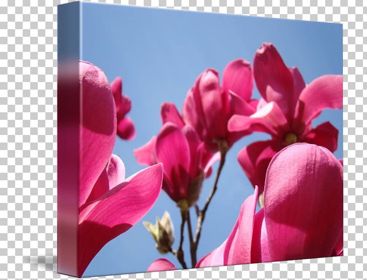 Flowering Plant Magnolia Blossom Petal PNG, Clipart, Blossom, Bud, Computer Wallpaper, Cyclamen, Drawing Free PNG Download