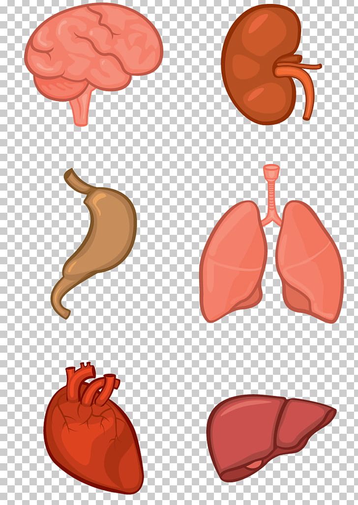 Organ System Human Body Anatomy Tissue PNG, Clipart, Anatomy, Bone,  Circulatory System, Finger, Flesh Free PNG
