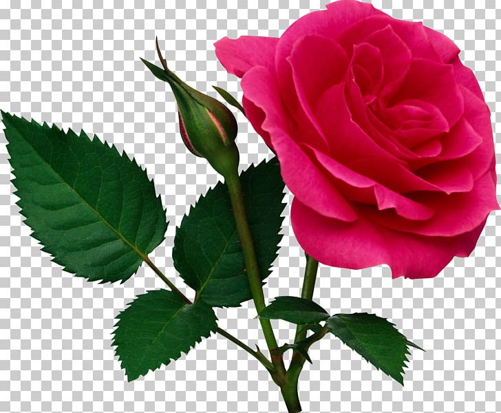 Rose Flower PNG, Clipart, Bud, Color, Cut Flowers, Download, Floribunda Free PNG Download
