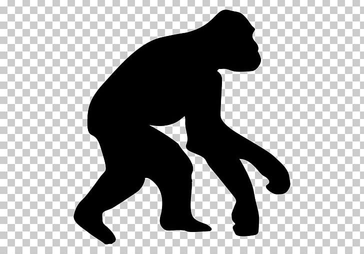 Ape Homo Sapiens Human Evolution Chimpanzee PNG, Clipart, Animals, Ape, Arm, Bigfoot, Black Free PNG Download