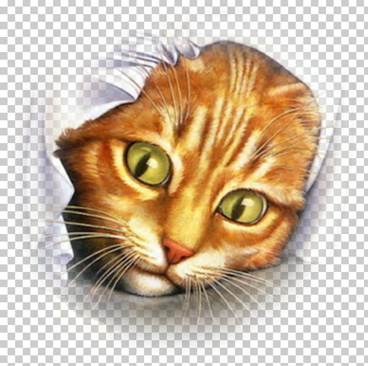 Cat Mouse Kitten Bird Desktop PNG, Clipart, Animal, Animals, Carnivoran, Cat And Mouse, Cat Like Mammal Free PNG Download