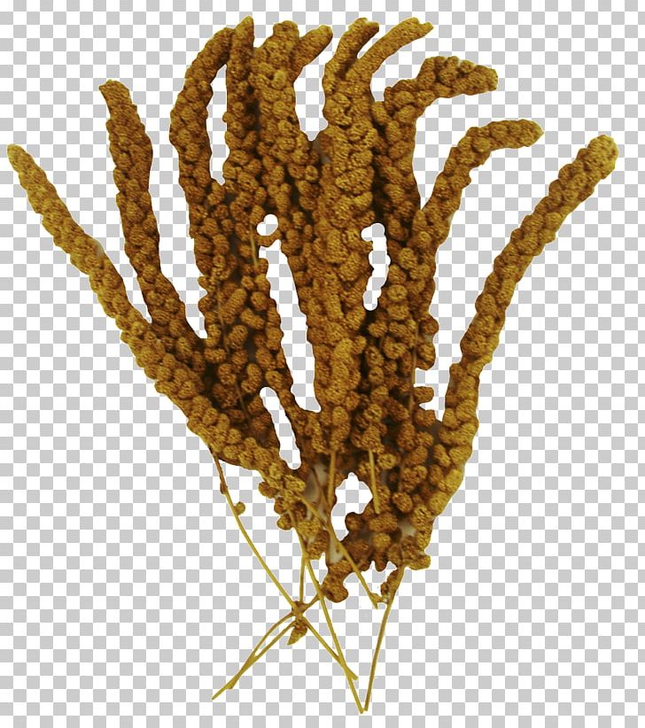Cereal Grasses Commodity Grain Food PNG, Clipart, Cereal, Commodity, Family, Food, Food Grain Free PNG Download