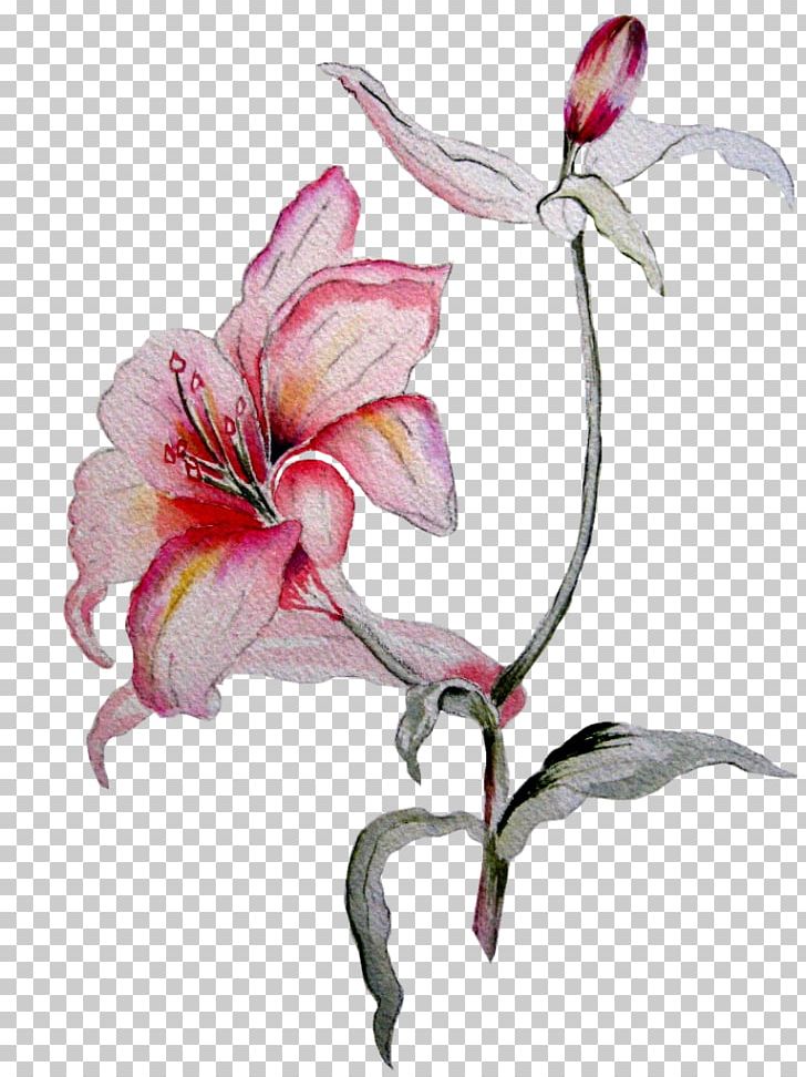 Amaryllis Flower Petal Still Life Photography PNG, Clipart, Amaryllis, Amaryllis Belladonna, Belladonna, Flora, Flower Free PNG Download