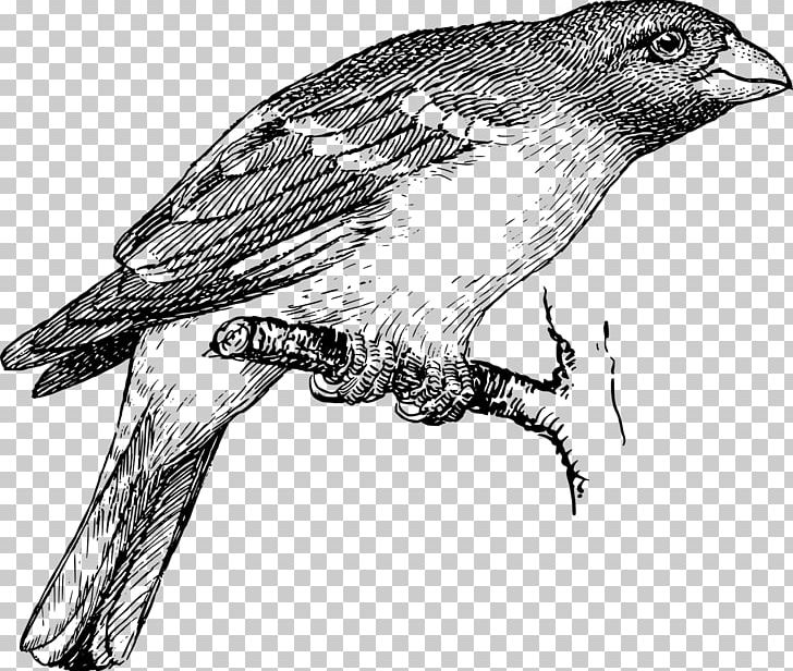 Drawing Birds Sketch PNG, Clipart, American Sparrows, Animals, Artwork, Beak, Biology Free PNG Download