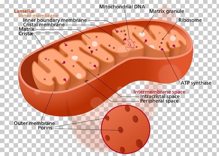 Mitochondrion Cytoplasm Cell Organelle Mitochondrial DNA PNG, Clipart, Adenosine Triphosphate, Biology, Cell, Chloroplast, Cytoplasm Free PNG Download