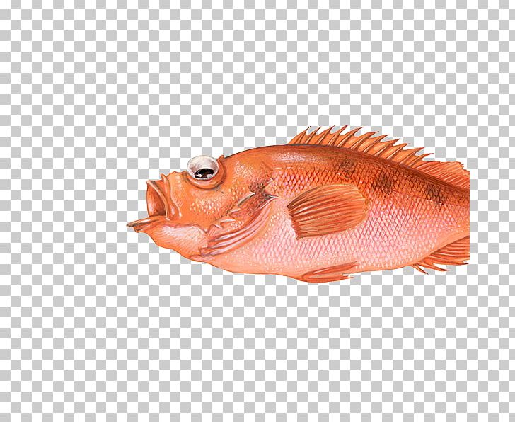 Northern Red Snapper Rose Fish Fishing Redfish PNG, Clipart, Animals, Animal Source Foods, Brown Trout, Fao27, Fish Free PNG Download
