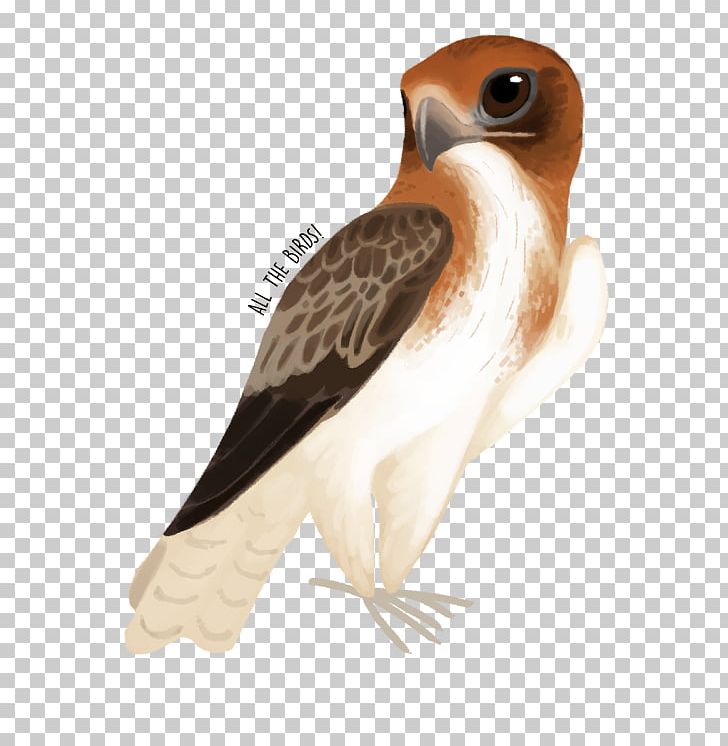 Owl Fauna Hawk Beak Feather PNG, Clipart, Animals, Beak, Bird, Bird Of Prey, Falcon Free PNG Download