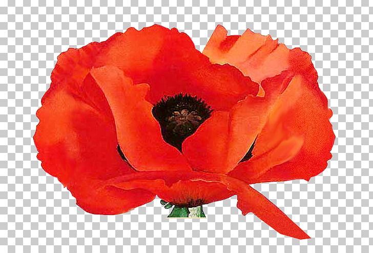 Remembrance Poppy Painting Oriental Poppies: Little Keep It Flowers PNG, Clipart, Annual Plant, Artist, Art Museum, Common Poppy, Coquelicot Free PNG Download