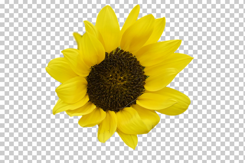 Common Sunflower Sunflower Seed Seed Daisy Family PNG, Clipart, Asterales, Common Sunflower, Daisy Family, Flower, Plants Free PNG Download
