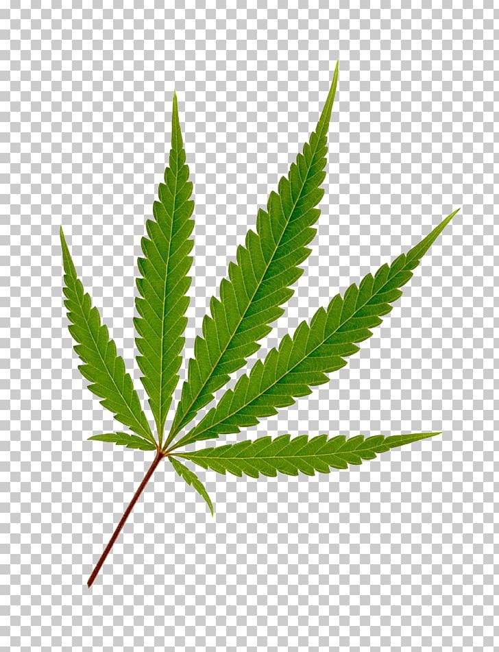 Cannabis Hemp Leaf Joint PNG, Clipart, Cannabis In India, Cannabis Leaves, Cannabis Photography, Fig Photography, Grass Free PNG Download
