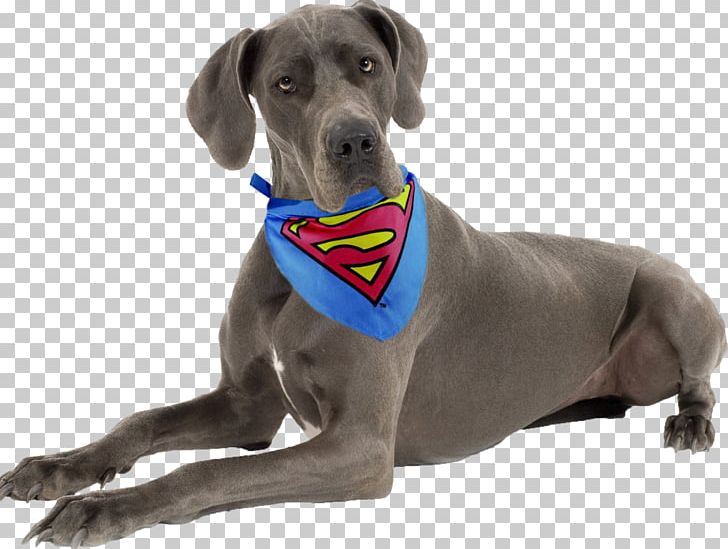 Great Dane Weimaraner Chihuahua English Cocker Spaniel Puppy PNG, Clipart, Animal, Animals, Breed, Carnivoran, Chihuahua Free PNG Download