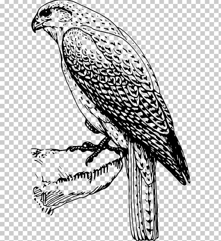 Hawk Falcon Black And White Bird PNG, Clipart, Animal, Animals, Art, Artwork, Beak Free PNG Download