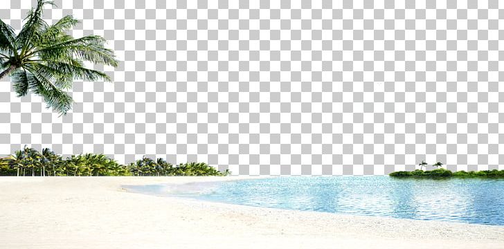 Arecaceae Tree Sea Beach PNG, Clipart, Arecaceae, Brand, Computer Wallpaper, Desktop Wallpaper, Other Free PNG Download