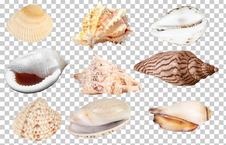 Cockle Veneroida Tellins Baltic Macoma Clam PNG, Clipart, Animals, Baltic Clam, Clam, Clams Oysters Mussels And Scallops, Cockle Free PNG Download