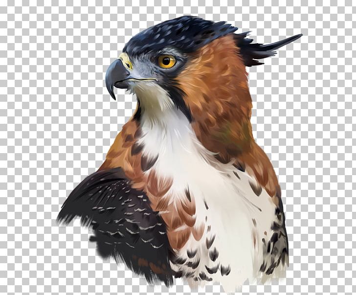 Watercolor Painting Digital Painting Painter PNG, Clipart, Accipitriformes, Art, Beak, Bird, Bird Of Prey Free PNG Download