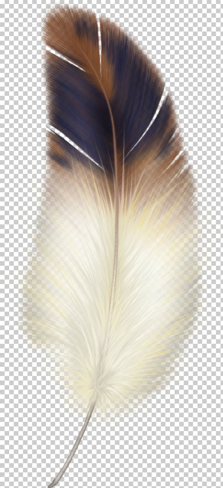 Bird Eagle Feather Law PNG, Clipart, Angel Wings, Animals, Autocad Dxf, Bird, Clip Art Free PNG Download