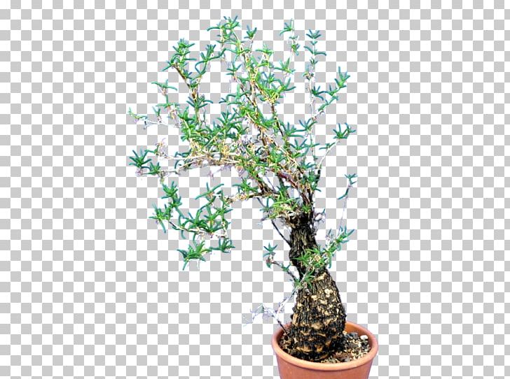 Mestoklema Tuberosum Sageretia Theezans Embryophyta Shrub PNG, Clipart, Bonsai, Branch, Branching, Caudex, Embryophyta Free PNG Download