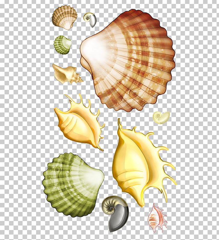Seashell Marine Sea Snail PNG, Clipart, Animals, Clip Art, Cockle, Conch, Conchology Free PNG Download