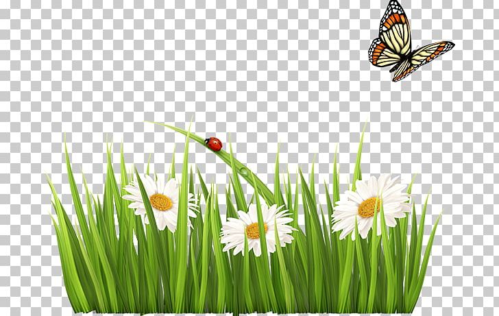 Stock Photography Green PNG, Clipart, Blue, Butterfly, Computer Wallpaper, Floral Design, Flower Free PNG Download