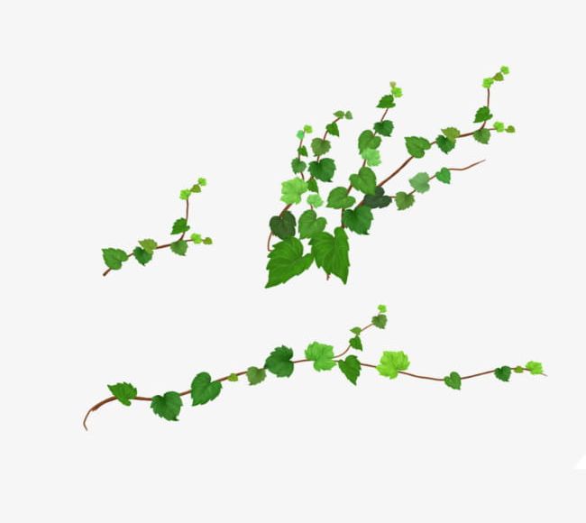 Vine Material PNG, Clipart, Flower, Flower Vine, Grass, Material Vector, Plant Free PNG Download