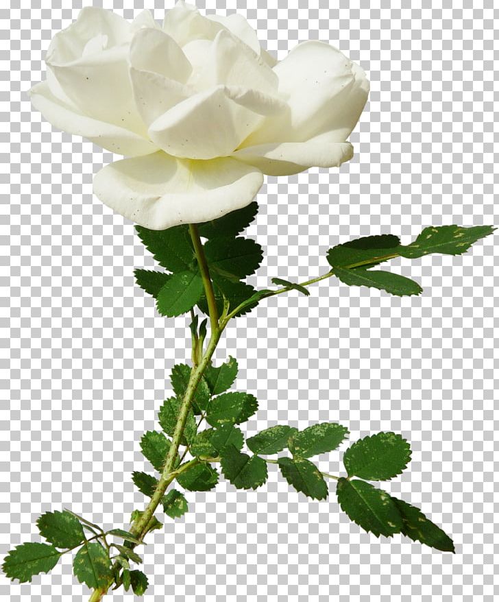 Garden Roses Centifolia Roses PNG, Clipart, Background White, Black White, Branch, Cent, Encapsulated Postscript Free PNG Download