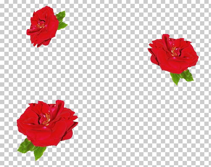 Garden Roses China Rose Petal Floribunda PNG, Clipart, Annual Plant, Carnation, China Rose, Cicek Resimleri, Clothing Accessories Free PNG Download