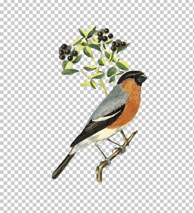 Feather PNG, Clipart, American Sparrows, Beak, Brambling, Chickadee, Europe Free PNG Download