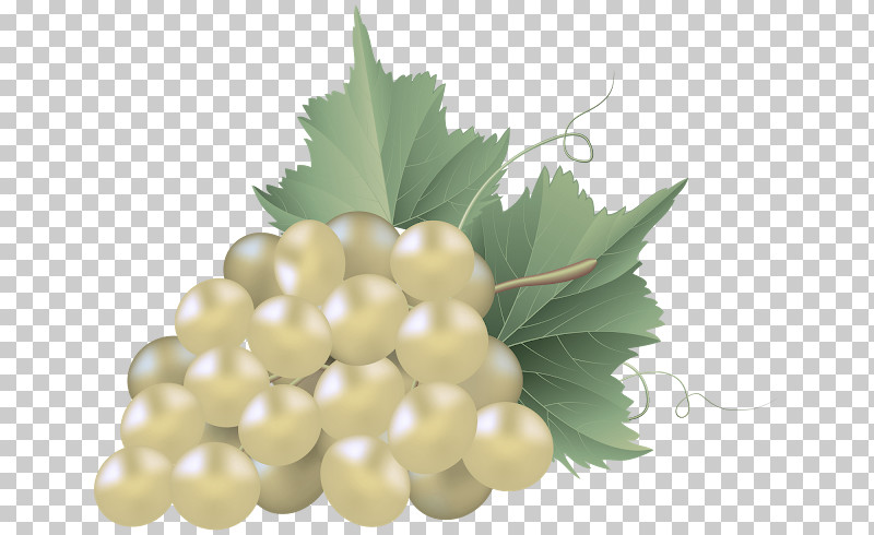 Grape Leaf Grapevine Family Grape Leaves Plant PNG, Clipart, Berry, Food, Fruit, Grape, Grape Leaves Free PNG Download