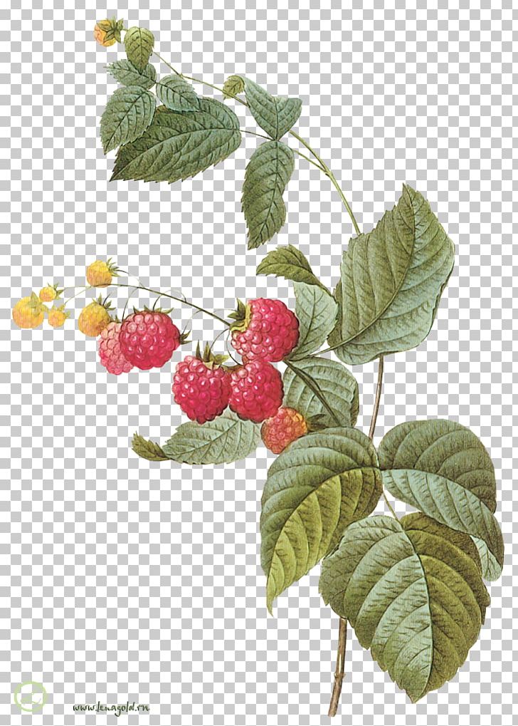 Botany Fruit Raspberry Botanical Illustration Printmaking PNG, Clipart, Art, Berry, Blackberry, Botanical Illustration, Botany Free PNG Download