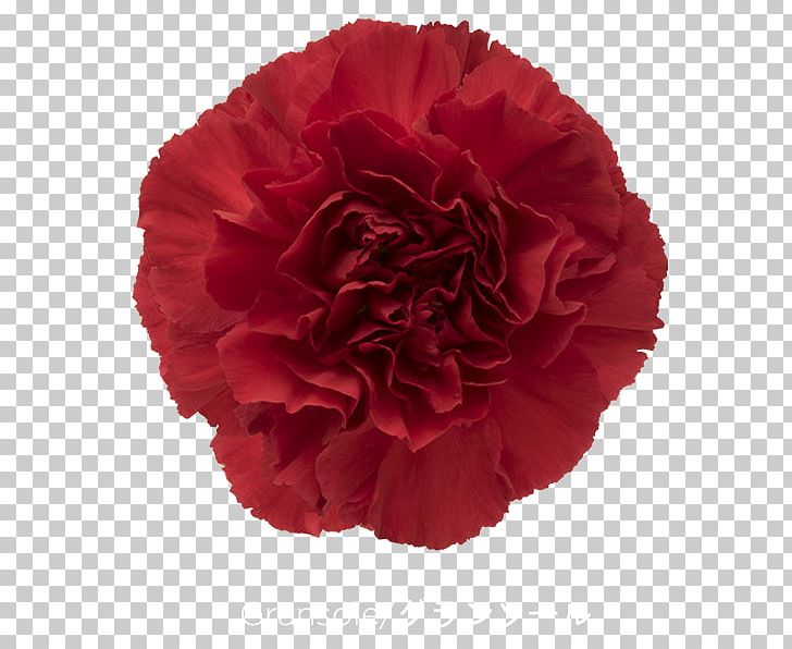Carnation Cut Flowers Rose Red PNG, Clipart, Burgundy, Carnation, Crimson, Cut Flowers, Dianthus Free PNG Download